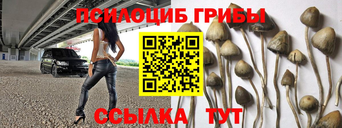Псилоцибиновые грибы GOLDEN TEACHER Строитель